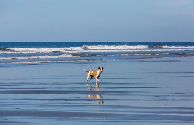 动物海滩上的狗狗年轻可爱