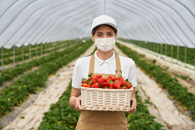 姿势戴着面具的女人站在温室里 手里拿着草莓栽培工作农业