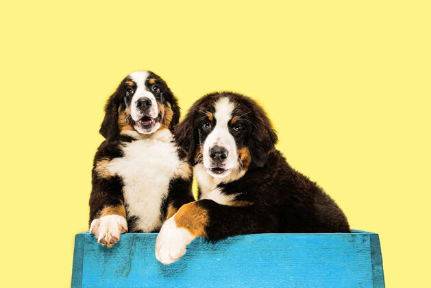 纯种在黄色工作室背景上拍摄伯纳·森内亨德小狗的工作室照片美丽狗狗