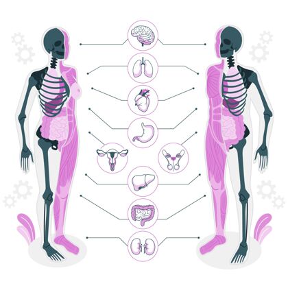 人体人体解剖学概念图解剖学骨骼生物学