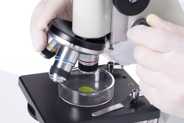 测量一位科学家在实验室用显微镜检查树叶的特写镜头研究生物学发现
