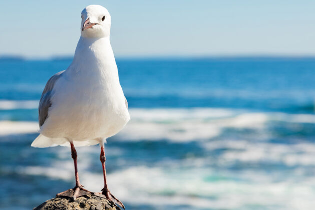 外面可爱的白色海鸥在它的自然栖息地海洋喙海鸥