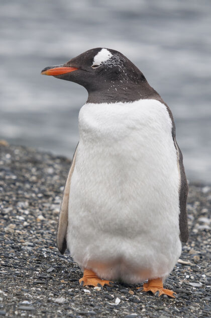 沙特写乌斯怀亚海边的企鹅鸟动物姿势