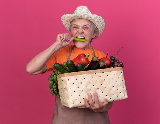 热未出租的上了年纪的女园丁戴着园艺帽 手里拿着菜篮子 假装咬粉红色的辣椒花园园艺篮子
