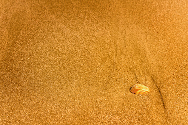 纹理沙滩背景上的一个贝壳满全帧海岸线