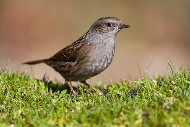 动物一只邓诺克鸟站在草地上的特写镜头羽毛地面特写