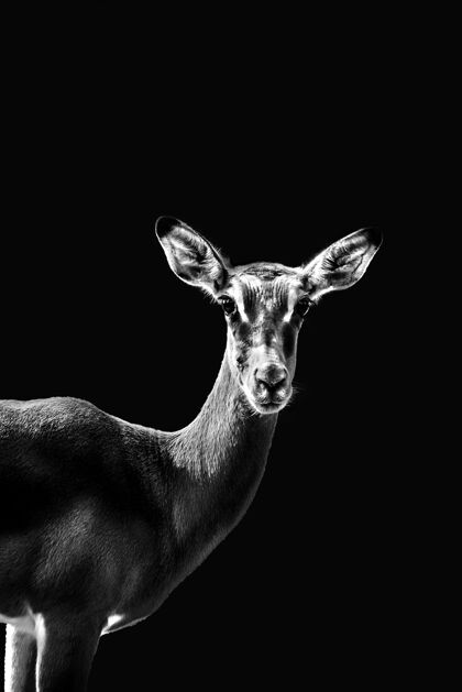 黑白黑斑羚的画像 灰度公园动物非洲