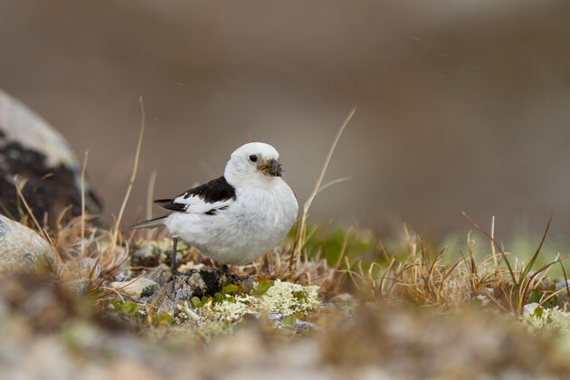 彩旗特写一个可爱的小雪地彩旗在地面上的多夫雷夫杰尔-sunndalsfjella国家公园田野鸟类公园