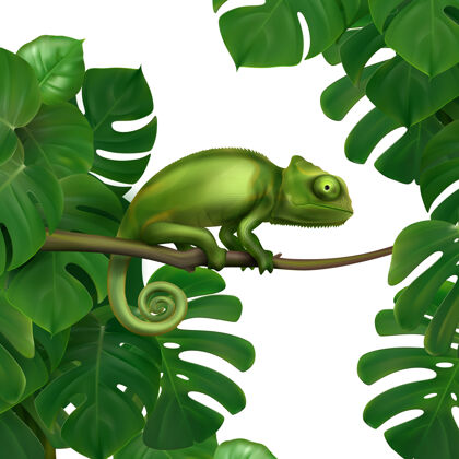 动物热带雨林中的绿色变色蜥蜴品种现实丛林