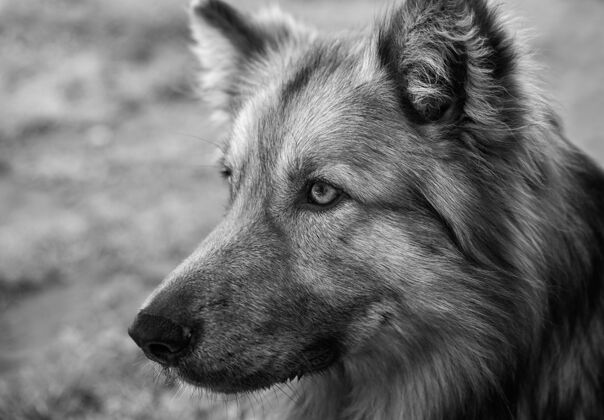 德国德国牧羊犬的特写灰度照片狗肖像品种