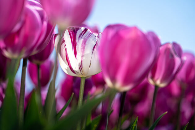 花瓣从4月下旬到5月上旬 荷兰的郁金香花开得五彩缤纷幸运的是 荷兰的乡间点缀着上百朵鲜花 这真是太棒了荷兰粉红色开花