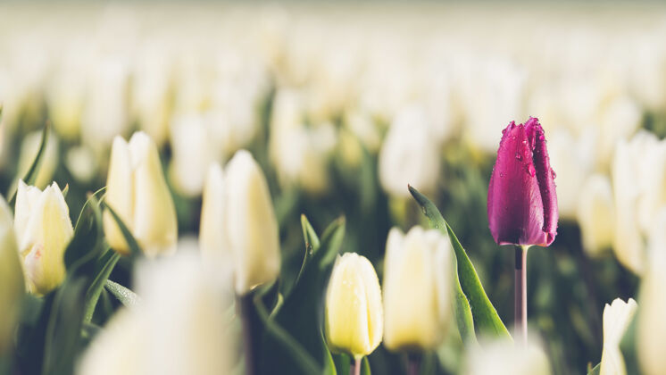 花瓣从4月下旬到5月上旬 荷兰的郁金香花开得五彩缤纷幸运的是 荷兰的乡间点缀着上百朵鲜花 这真是太棒了花鳞茎田野明亮