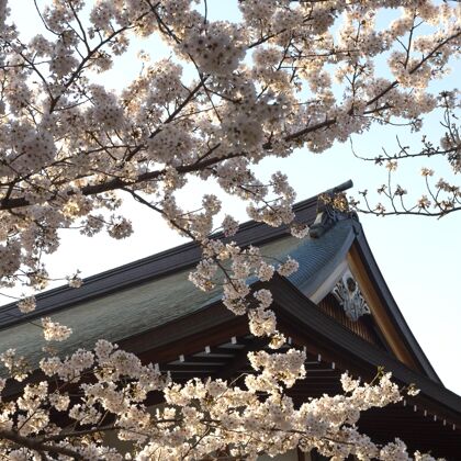花瓣桃树白天在东京开花春天自然春天