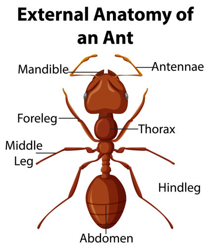 昆蟲白色背景上螞蟻的外部解剖信息圖動物天線