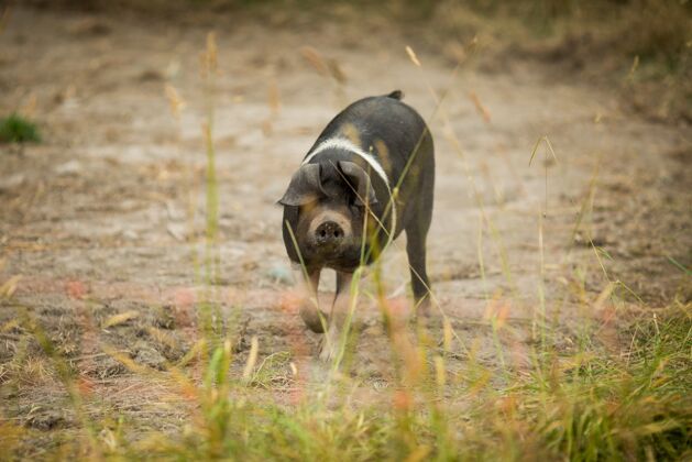 森林一只汉普郡小猪白天在田里散步的特写镜头田野散步可爱