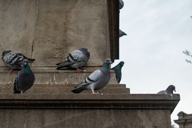 鸽子白天 一群鸽子栖息在一座混凝土建筑上动物羽毛团体