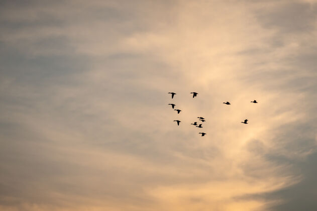 日落日落时分 一群鸟儿飞向美丽的天空飞行迁徙一群鸟