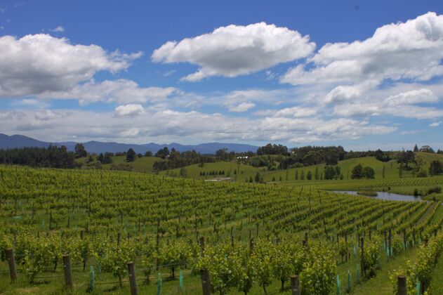 葡萄新西兰多云天空下葡萄园的高角度拍摄葡萄栽培山谷乡村