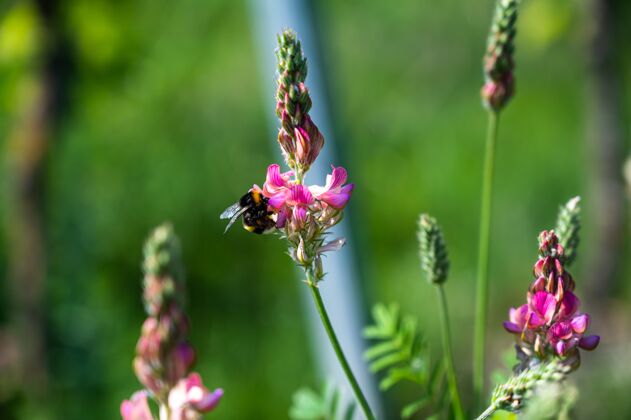 花一只蜜蜂在美丽的粉红色薰衣草花上的镜头花园自然绽放