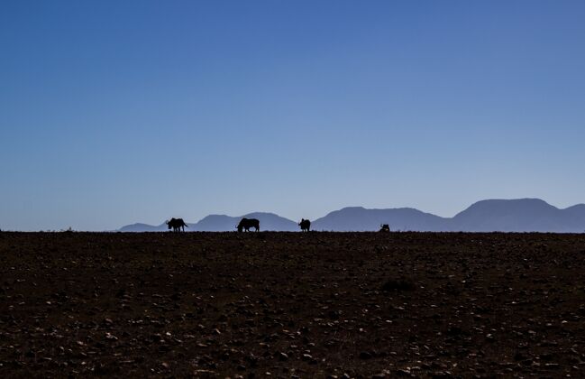 牛牛群在田野上放牧的剪影 天空晴朗哺乳动物草地山
