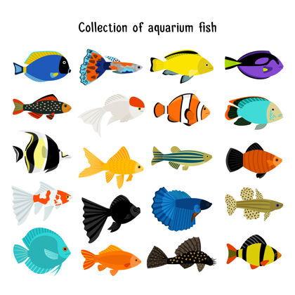 可爱水族馆鱼具水下潜水鱼隔离在白色背景彩色海洋动物插图鳍异国情调野生动物