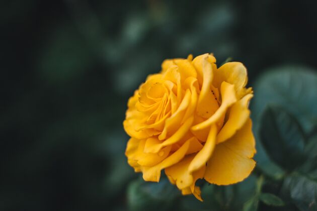 花白天一朵黄玫瑰的特写镜头花花玫瑰