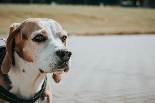 品种一只漂亮的家养狗围着脖子坐在公园前的特写镜头鼻子小哺乳动物