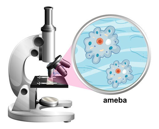 框架白底阿米巴解剖结构显微镜生活空白卡通