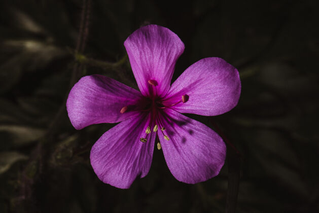 花瓣紫花在宏观拍摄花天竺葵花