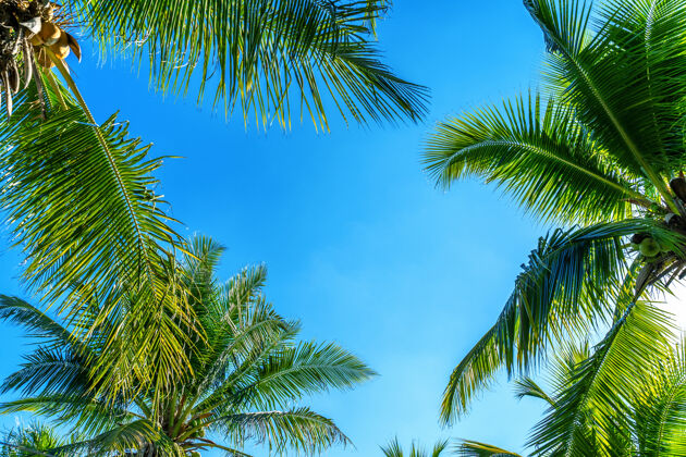 风景椰子树热带背景海滩白天海洋