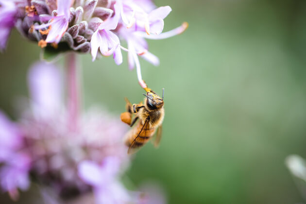 动物黄色的蜜蜂粘在紫色的花瓣上昆虫摄影照片