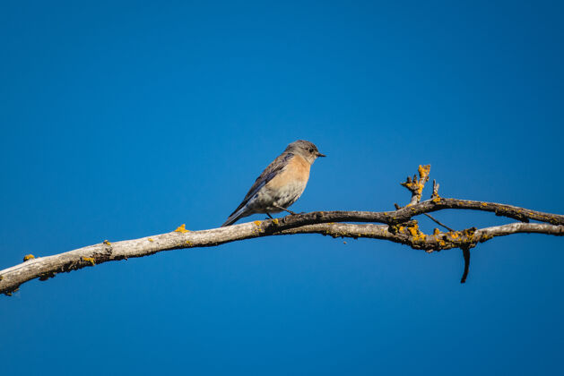 雀白天棕色树枝上的蓝灰色小鸟鸟动物