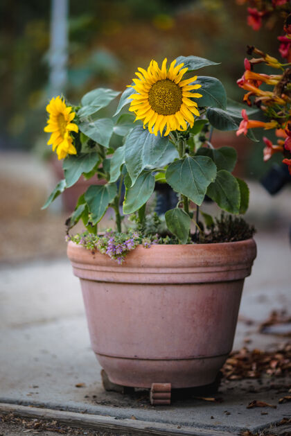 花黄色和白色的花在棕色的陶罐里陶罐向日葵花