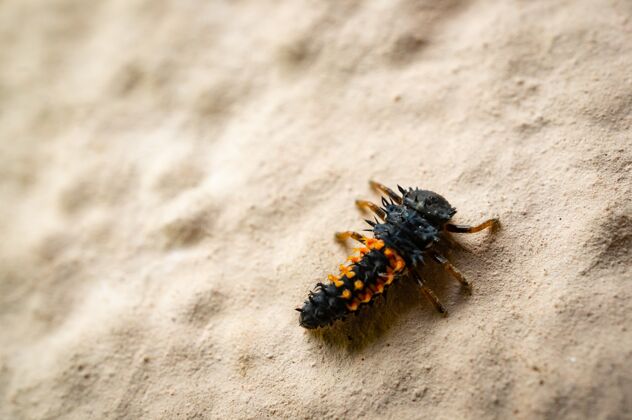 灰尘在沙地上拍摄瓢虫幼虫的高角度镜头翅膀龙舌兰动物