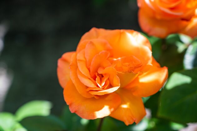花在阳光下 橙色花园玫瑰被绿叶包围 背景模糊园艺季节开花