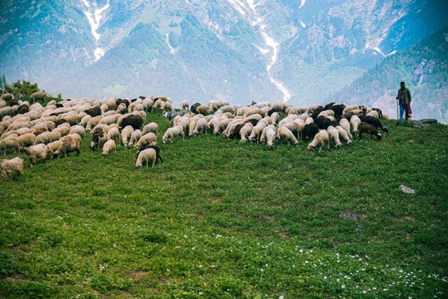 树成群的牛羊在绿野里吃草动物风景叶