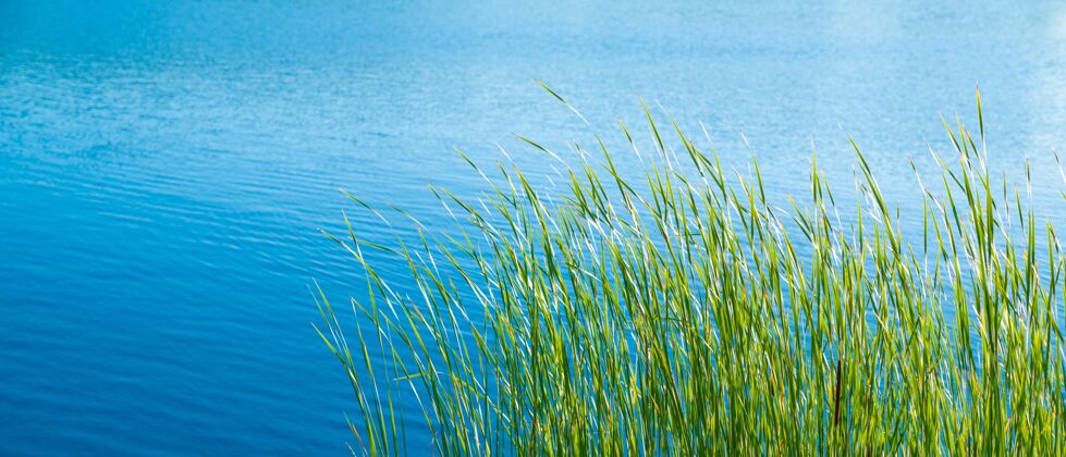 季节阳光明媚的日子 平静的湖岸上绿草丛生公园湖泊阳光
