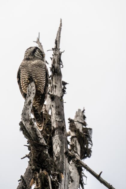 北方鹰猫头鹰站在树下多云的天空在雷夫斯托克国家公园加拿大冬天公园栖息