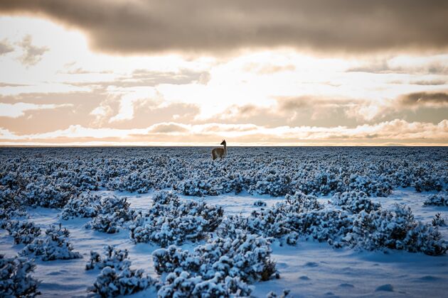 季节在多云的天空下 一只羊驼站在被雪覆盖的田野里 这是一张美丽的照片风景毛皮光