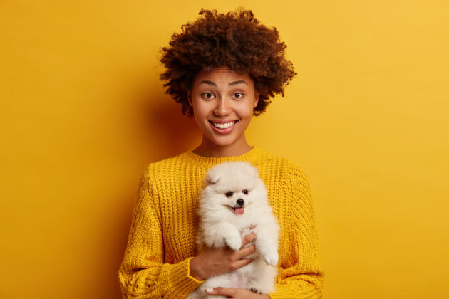 卷发美国黑人妇女抱着波美拉尼亚犬 喜欢迷你毛茸茸的宠物 在鲜艳的黄色背景下与可爱的动物合影毛衣女人朋友