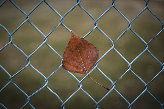 新鲜在铁丝网围栏上的棕色叶子的特写镜头背景树生长