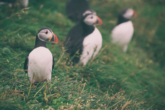 鸟白鸟选焦摄影自然冰岛草