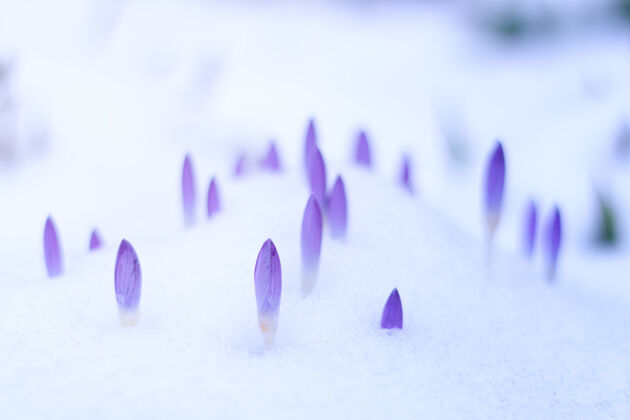 冷紫色的花和雪自然花冰