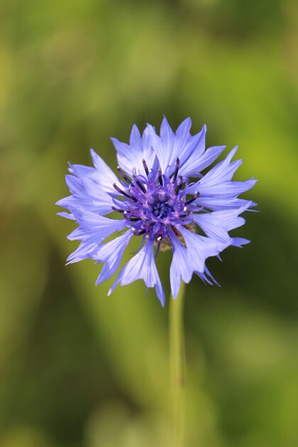 颜色垂直拍摄一朵紫色的花 自然模糊茎春天田野