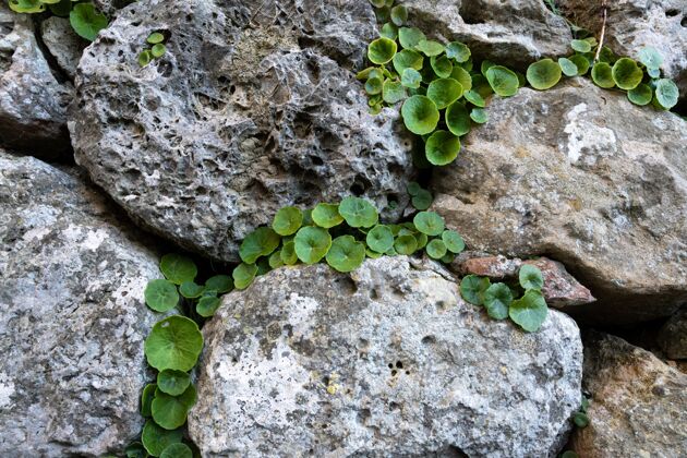 特写绿色植物生长在大岩石之间的特写镜头自然生长树叶