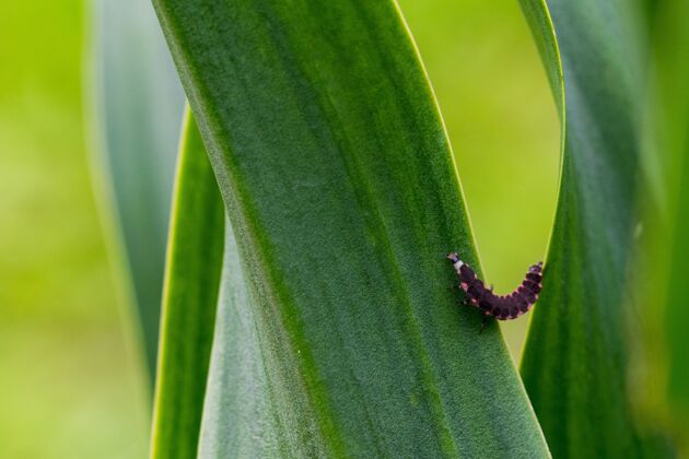 伸展在马耳他乡下 粉红色和黑色的萤火虫幼虫挣扎着爬上植物的叶子蠕虫行走脆弱