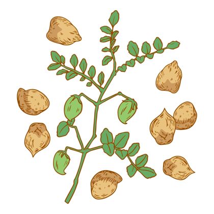 手绘逼真的手工绘制鹰嘴豆和植物插图食物写实鹰嘴豆