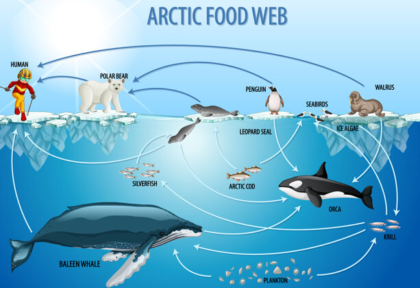 生活生物食物网示意图教育海报教育企鹅图表