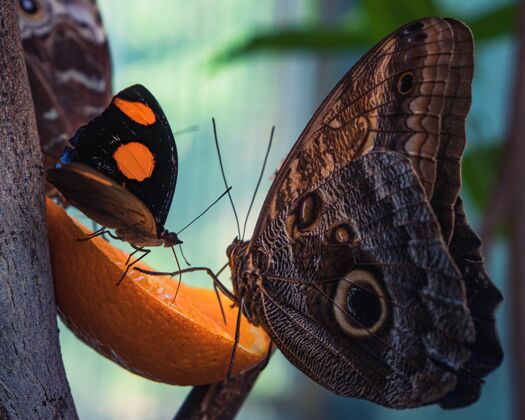 热带美丽的蝴蝶吃橘子片特写镜头美味切片五颜六色