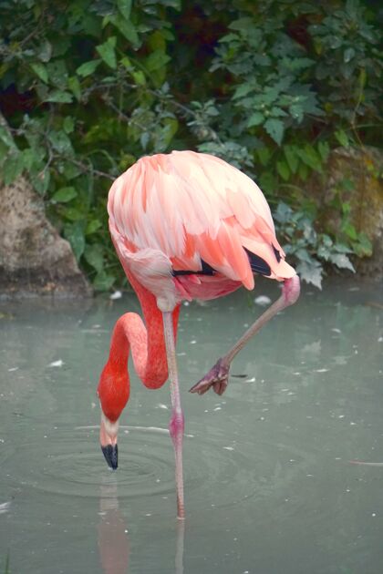 粉红一只火烈鸟在水上寻找食物的垂直镜头动物自然野生动物